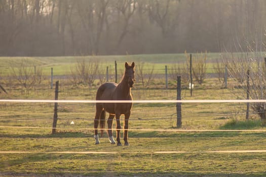 A magnificent brown horse running around a preserved area on a grass-covered meadow