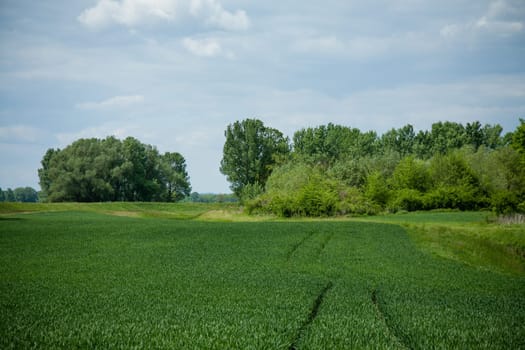 A beautiful shot of green grass field with trees