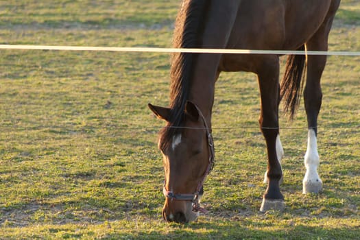 A magnificent brown horse running around a preserved area on a grass-covered meadow