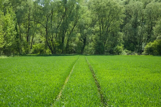 Two paths from vehicle tracks in a green wheat field.