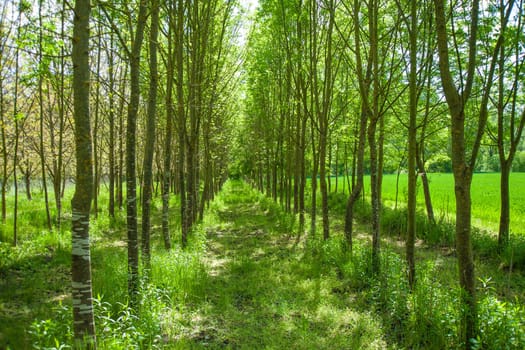 A beautiful shot of green park with tall trees