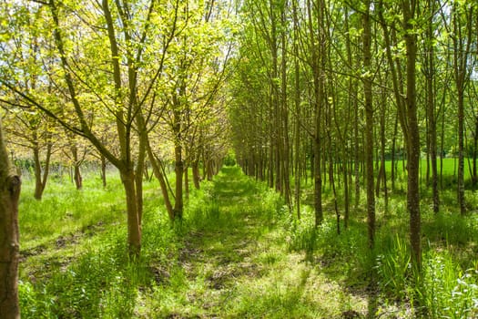 A beautiful shot of green park with tall trees