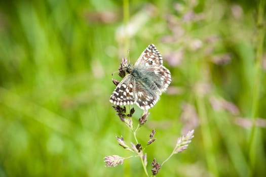 A selective focus shot of a butterfly on a plant in the garden