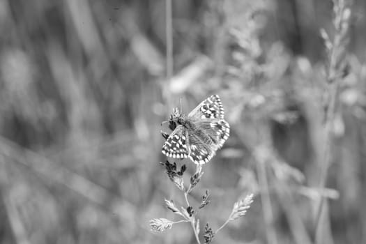 nature, green, spring, garden, closeup, plant, summer, macro