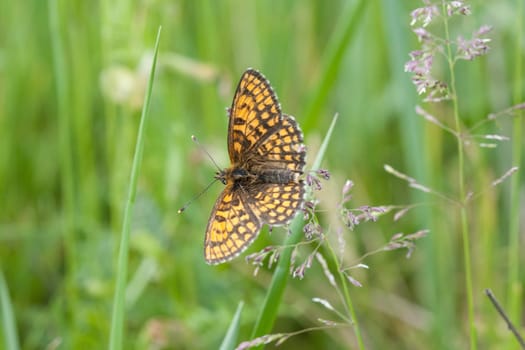 A selective focus shot of a butterfly on a plant in the garden