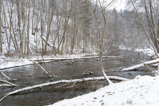 Trees that fell into the river in winter.