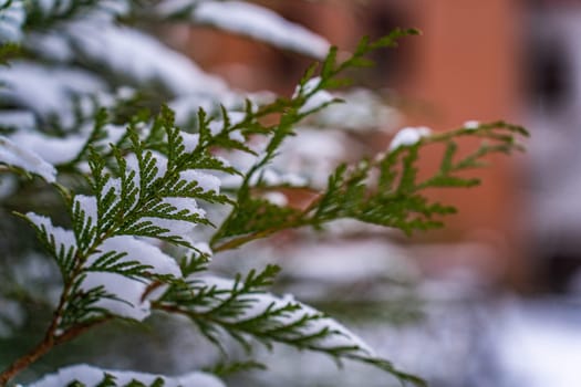 Focus in the foreground on a thuja branch covered in snow in winter, background blurred.