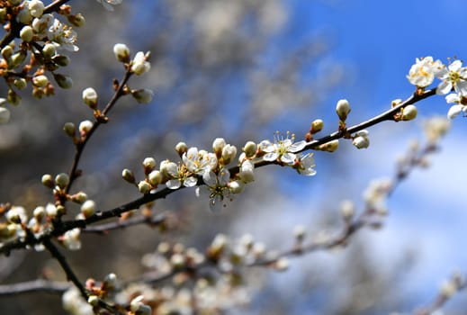 Branch of a blooming blackthorn