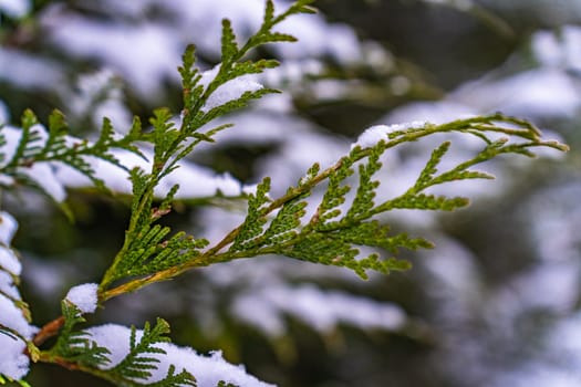 Close-up of a thuja branch covered with snow.