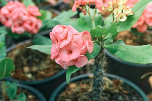 Pink Euforbia Spurges flowers. Gardening of beautiful plants for small business. Lucky petals Crown of Thorns plant is one of the rare succulents capable of blooming almost year-round