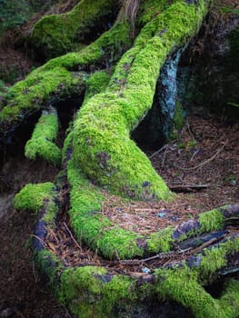 Strong, green roots of an old tree in a forest symbolizing strength and resilience