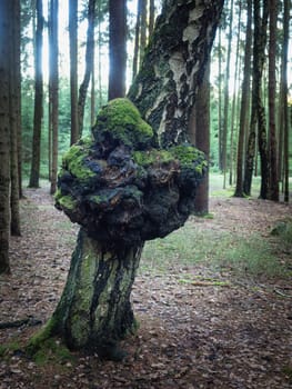 Suvel disease on a birch tree, close-up