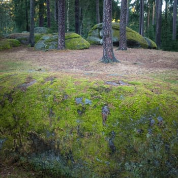 nature reserve blockheide near heidenreichstein, lower austria