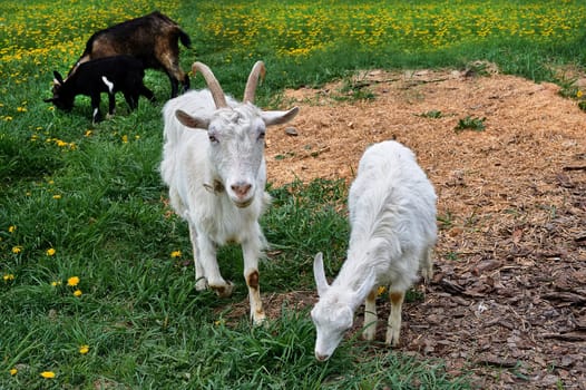 A herd of goats graze in a meadow in summer. High quality photo