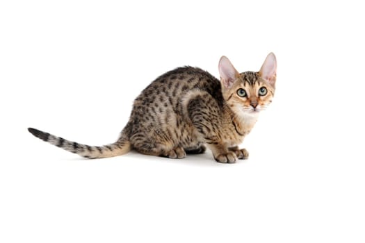 Purebred smooth-haired kitten on a white background. High quality photo