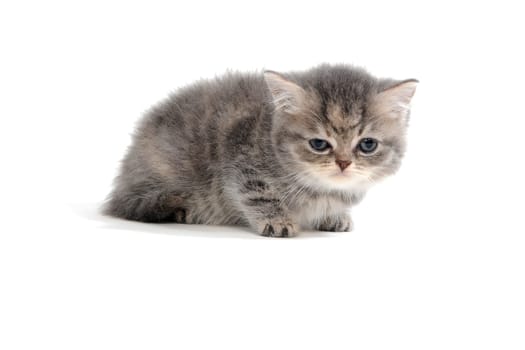 Fluffy gray kitten on a white background. High quality photo