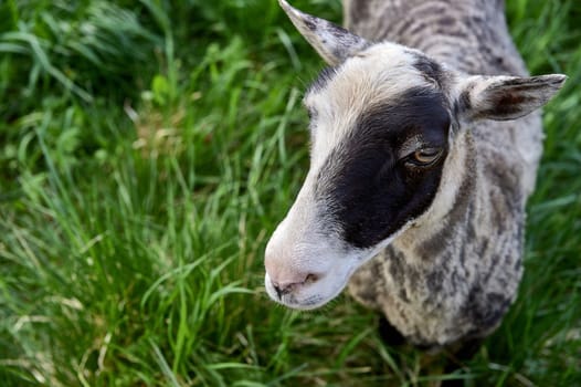 Young sheep in a meadow close up. High quality photo