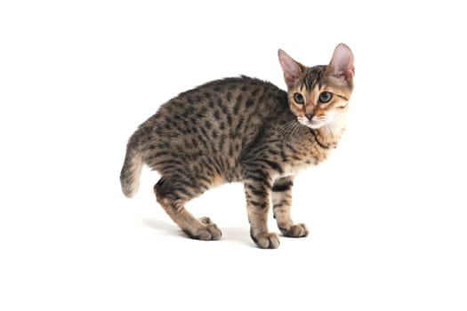 Purebred smooth-haired kitten on a white background. High quality photo