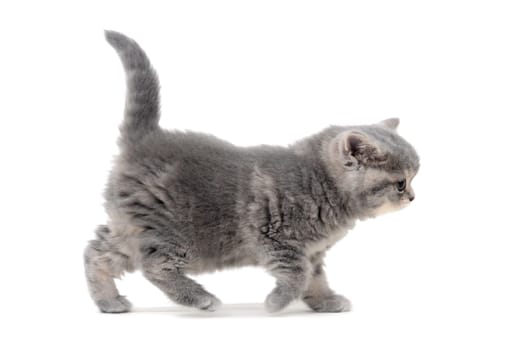 Fluffy gray kitten on a white background. High quality photo