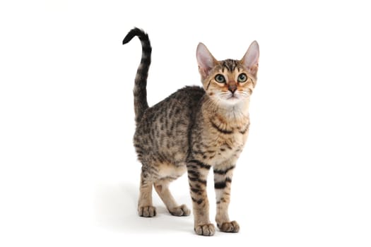 Purebred smooth-haired kitten on a white background. High quality photo