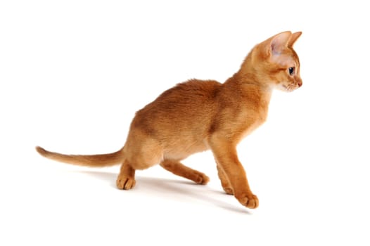 ginger purebred kitten on a white background. High quality photo