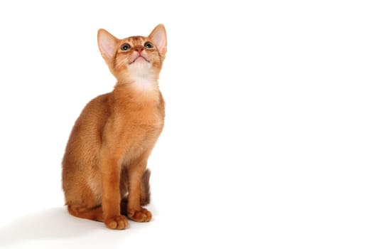 ginger purebred kitten on a white background. High quality photo