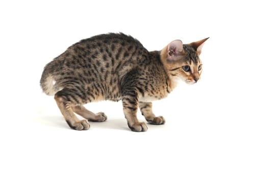 Purebred smooth-haired kitten on a white background. High quality photo