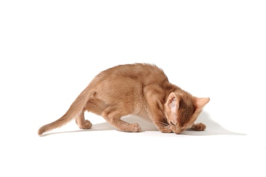 ginger purebred kitten on a white background. High quality photo