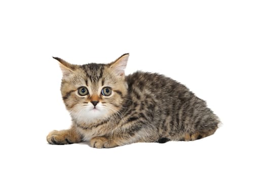 A gray purebred kitten sits on a white isolated background. High quality photo