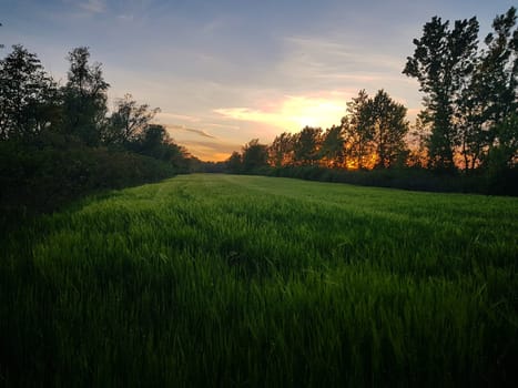 A beautiful scenery of a green land surrounded by trees under the sunset sky