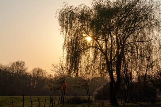 A beautiful shot of a siluette tree on golden hour