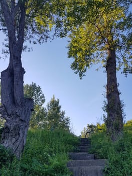 A low angle shot of beautiful trees in a forest under a cloudy sky