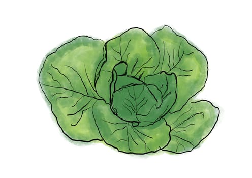 green savoy cabbage drawing