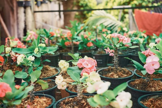 Pink Euforbia Spurges flowers. Gardening of beautiful plants for small business. Lucky petals Crown of Thorns plant is one of the rare succulents capable of blooming almost year-round