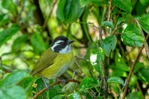Sooty-capped bush tanager (Chlorospingus pileatus) perched on branch in the rainforests. San Gerardo de Dota, Wildlife and birdwatching in Costa Rica.