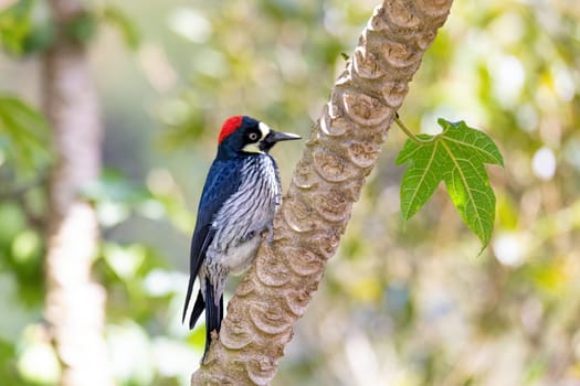 Acorn woodpecker (Melanerpes formicivorus) in natural habitat, San Gerardo de Dota, Wildlife and birdwatching in Costa Rica.