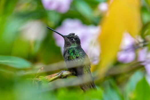 violet-headed hummingbird (Klais guimeti) Beautiful bird at San Gerardo de Dota, Wildlife and birdwatching in Costa Rica.