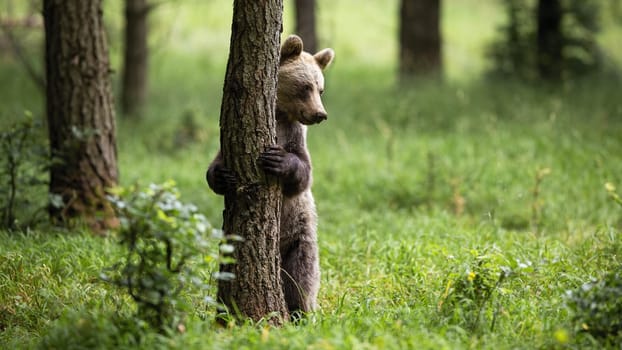 Shy brown bear, ursus arctos, standing in upright position on rear legs in forest. Front view of a cute mammal holding a tree in nature with copy space.