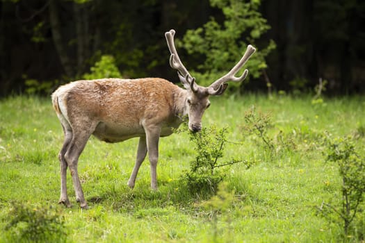 Majestic red deer, cervus elaphus, stag with antlers in velvet feeding on bush on meadow in summer. Male mammal eating greens with blurred background. Wild animal standing in nature from side view