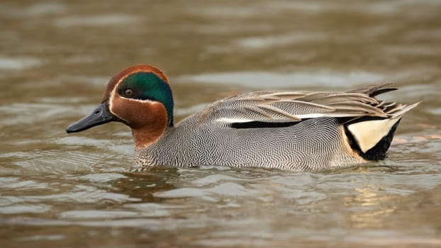 Eurasian teal, anas crecca, swimming in river in springtime nature. Male duck floating in water in spring from side. Waterfowl bathing in lake in sunlight.