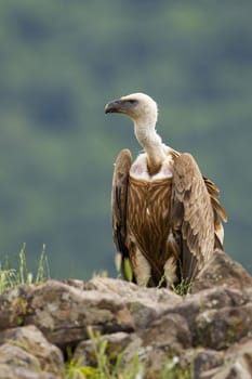 Alert griffon vulture, gyps fulvus, sitting on a rocky horizon in summer mountains. Attentive scavenger with long white neck and brown feathers in vertical composition from front view.