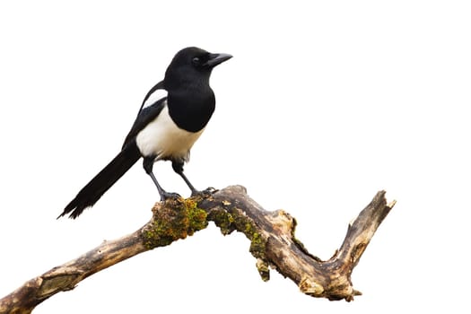 Eurasian magpie, pica pica, sitting on branch isolated on white background. Small black bird with white belly observing on bough cut out on blank. Wild feathered animal watching on twig.