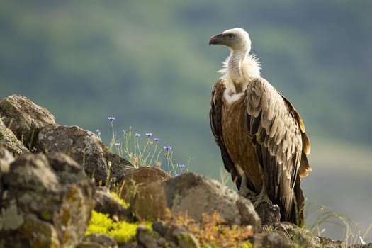 Griffon vulture, gyps fulvus, sitting on diagonal rocky peak in mountains. Scavenger bird waiting on stones with wildflowers growing around from front view with copy space.