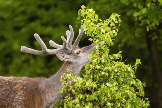 Red deer, cervus elaphus, stag feeding on fresh new leafs of little tree in summer nature. Close-up of male mammal grazing foliage from side. Animal wildlife eating in forest.