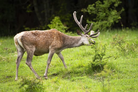 Calm red deer, cervus elaphus, eating bush on meadow during the summer. Majestic ruminate with antlers in velvet eating leaf from side view. Wild animal in nature.