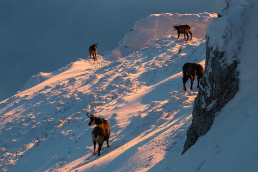 Group of tatra chamois, rupicapra rupicapra tatrica, feeding on snow in winter sunlight. Herd of wild goat searching for food on snowy mountains. Many horned mammals stabding on mountside.