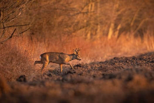 roe deer, capreolus capreolus, walking on plowed field in evening golden hour. Male mammal coming out on glade in spring sunset. Antlered buck moving on farmland with copy space.