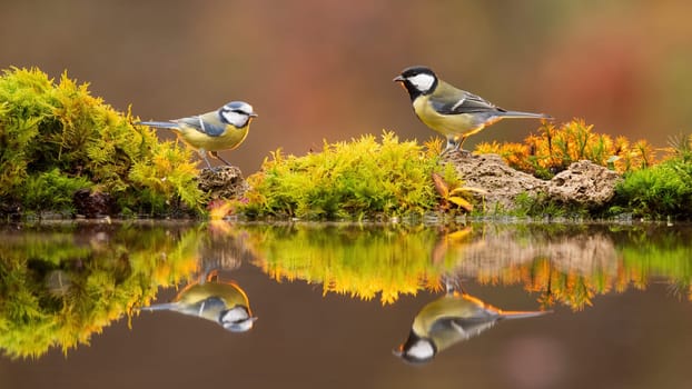 Great tit, parus major, and eurasian blue tit, cyanistes caeruleus, standing on pond in fall. Two birds looking to each other with reflection in water. Pair of feathered animals at sunset.