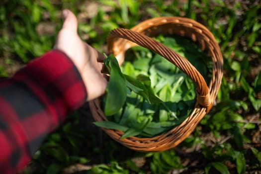 Human collecting bear garlic, allium ursinum, to the basket in spring nature. Person throwing spicy leaves to the container in forest. Man s hand gathering green plants.