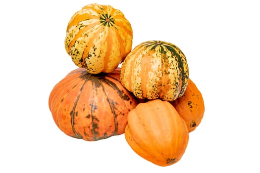 Pumpkins isolated. Autumn beginning and harvest of different kinds decorative colorful pumpkins isolated on a white background. Macro of edible gourds.